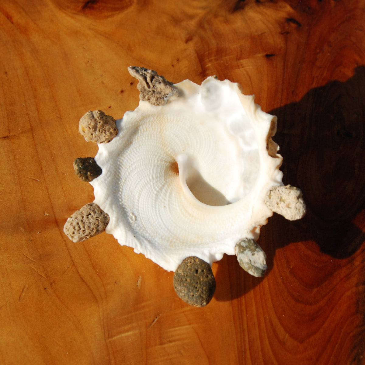 Carrier Shell Xenophoridae Seashell for sale