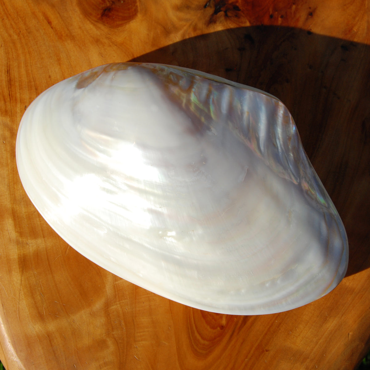 Large Pearlized Mussel Shell Pair for sale