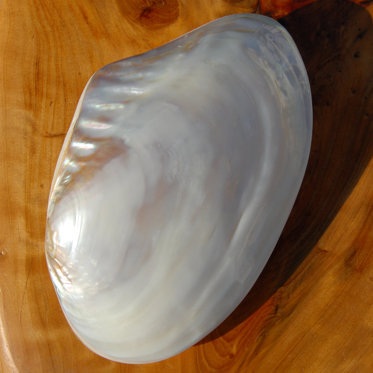 Large Pearlized Mussel Shell Pair for sale