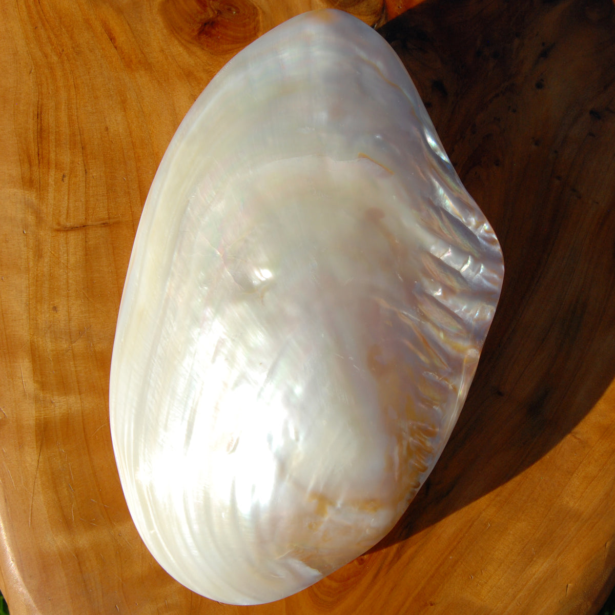 Large Pearlized Mussel Shell Pair for sale