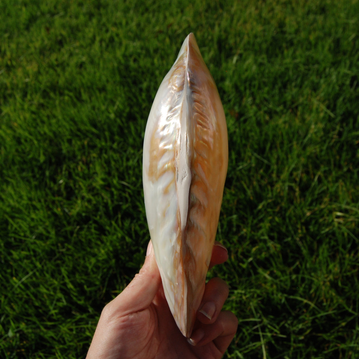 Large Pearlized Mussel Shell Pair for sale
