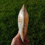 Large Pearlized Mussel Shell Pair for sale