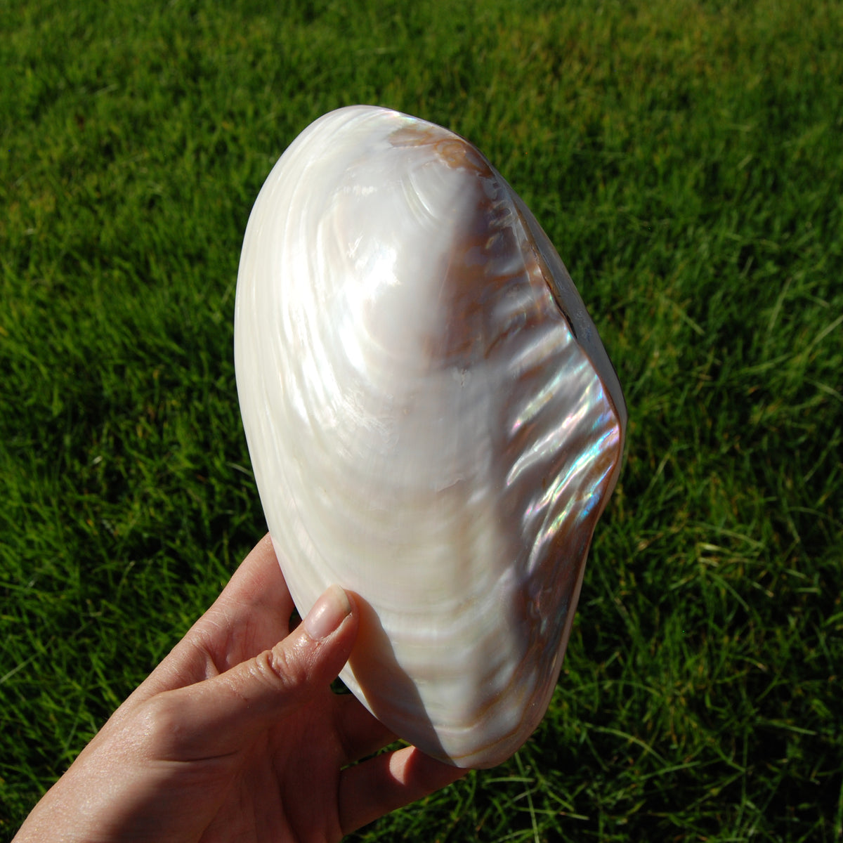 Large Pearlized Mussel Shell Pair for sale