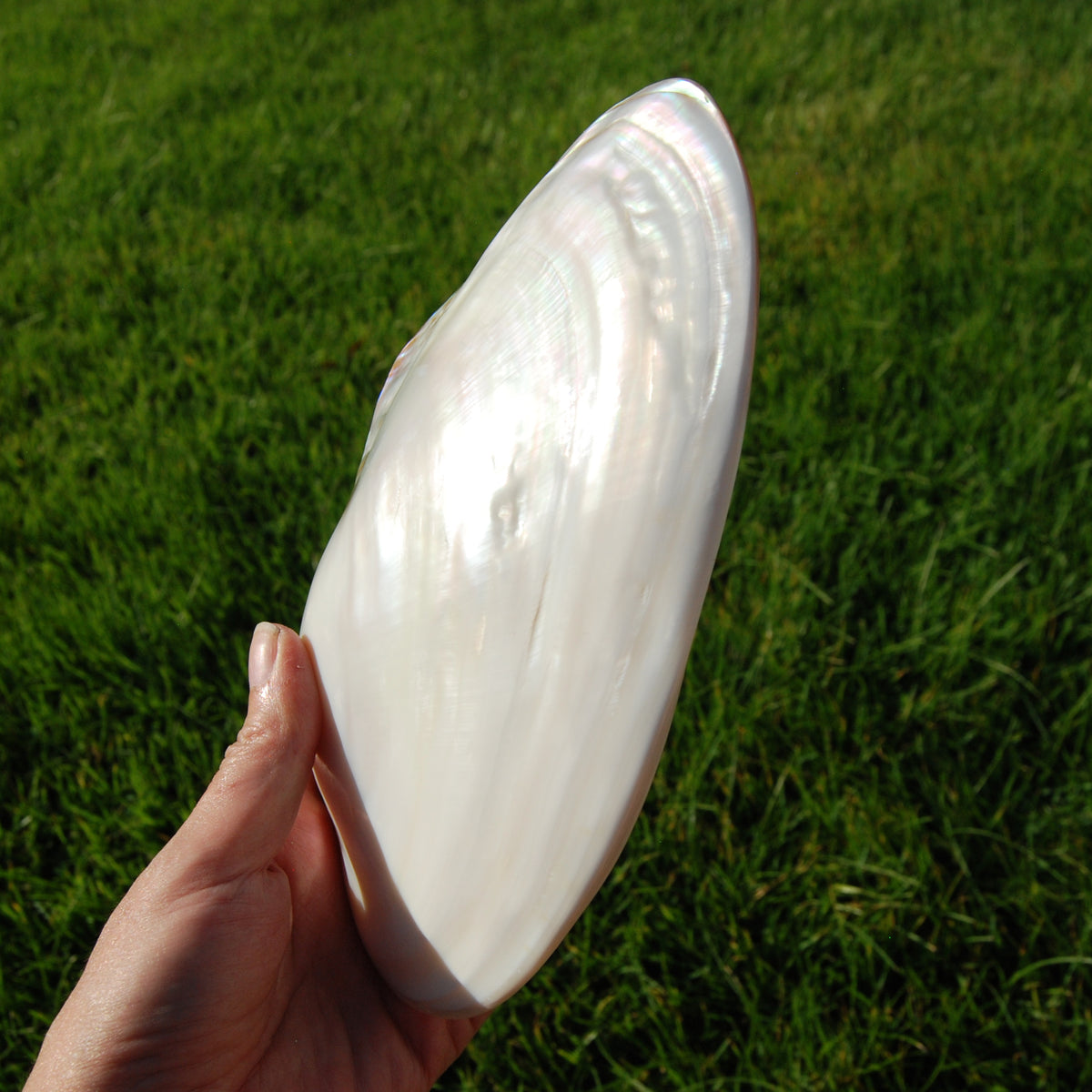 Large Pearlized Mussel Shell Pair for sale