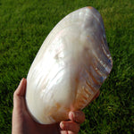 Large Pearlized Mussel Shell Pair for sale