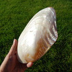 Large Pearlized Mussel Shell Pair for sale