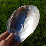 Pearlized River Clam Shell with Pearl for sale,  Large 5 to 6in Polished Seashell Mother of Pearl