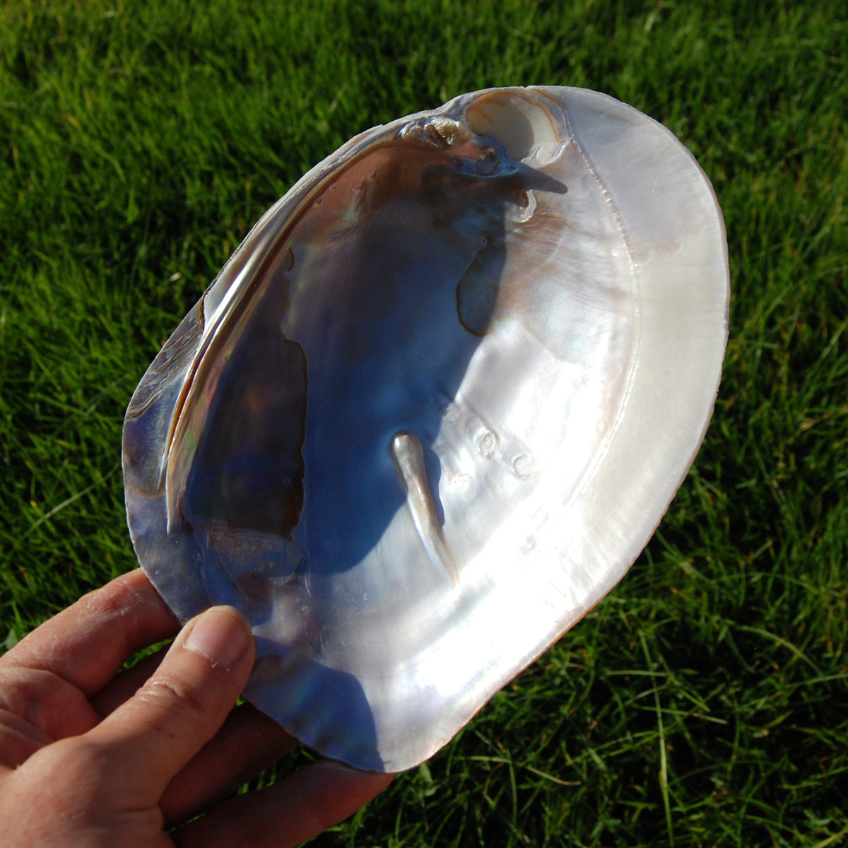 Pearlized River Clam Shell with Pearl for sale,  Large 5 to 6in Polished Seashell Mother of Pearl