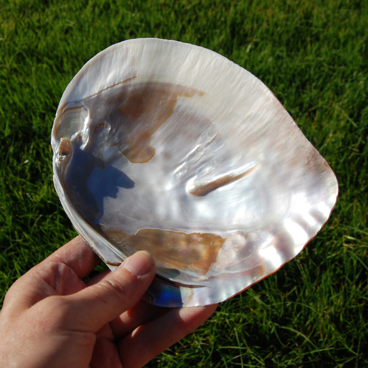 Pearlized River Clam Shell with Pearl for sale,  Large 5 to 6in Polished Seashell Mother of Pearl