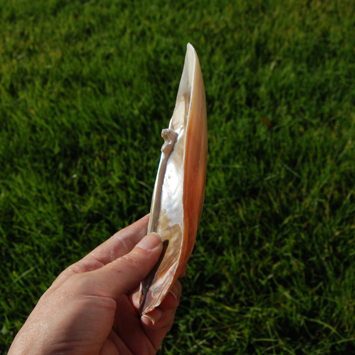 Pearlized River Clam Shell with Pearl for sale,  Large 5 to 6in Polished Seashell Mother of Pearl