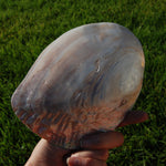 Pearlized River Clam Shell with Pearl for sale,  Large 5 to 6in Polished Seashell Mother of Pearl