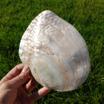 Pearlized River Clam Shell with Pearl for sale,  Large 5 to 6in Polished Seashell Mother of Pearl