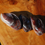 Pearlized Mussel Pairs, Iridescent Polished Purple Seashells
