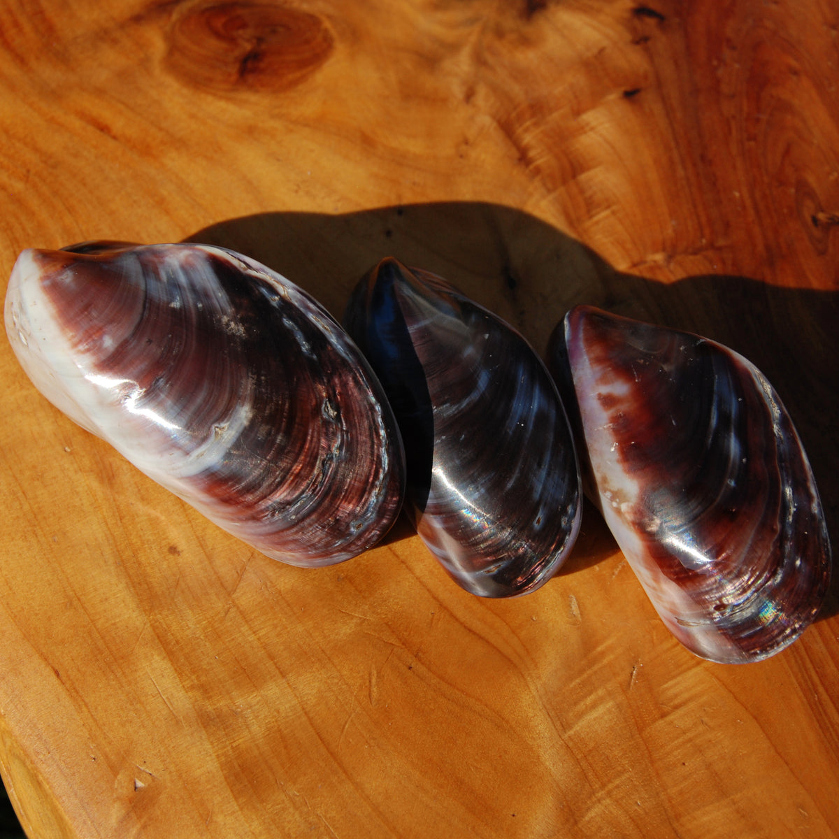 Pearlized Mussel Pairs, Iridescent Polished Purple Seashells