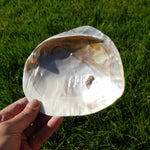 Pearlized River Clam Shell with Pearl for sale,  Large 5 to 6in Polished Seashell Mother of Pearl