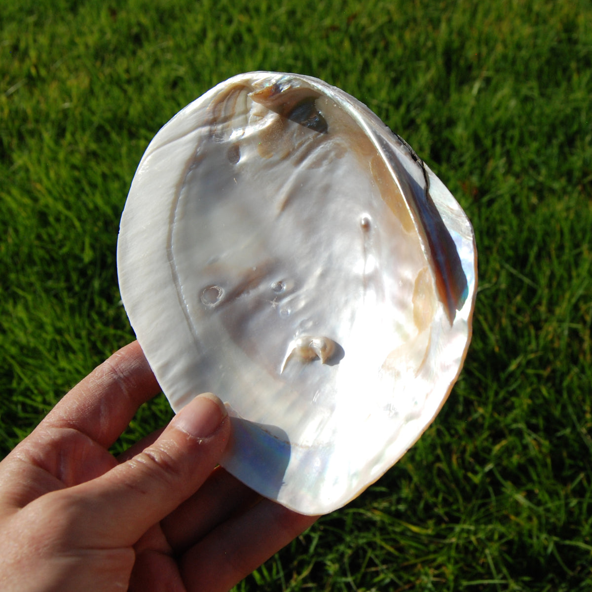 Pearlized River Clam Shell with Pearl for sale,  Large 5 to 6in Polished Seashell Mother of Pearl