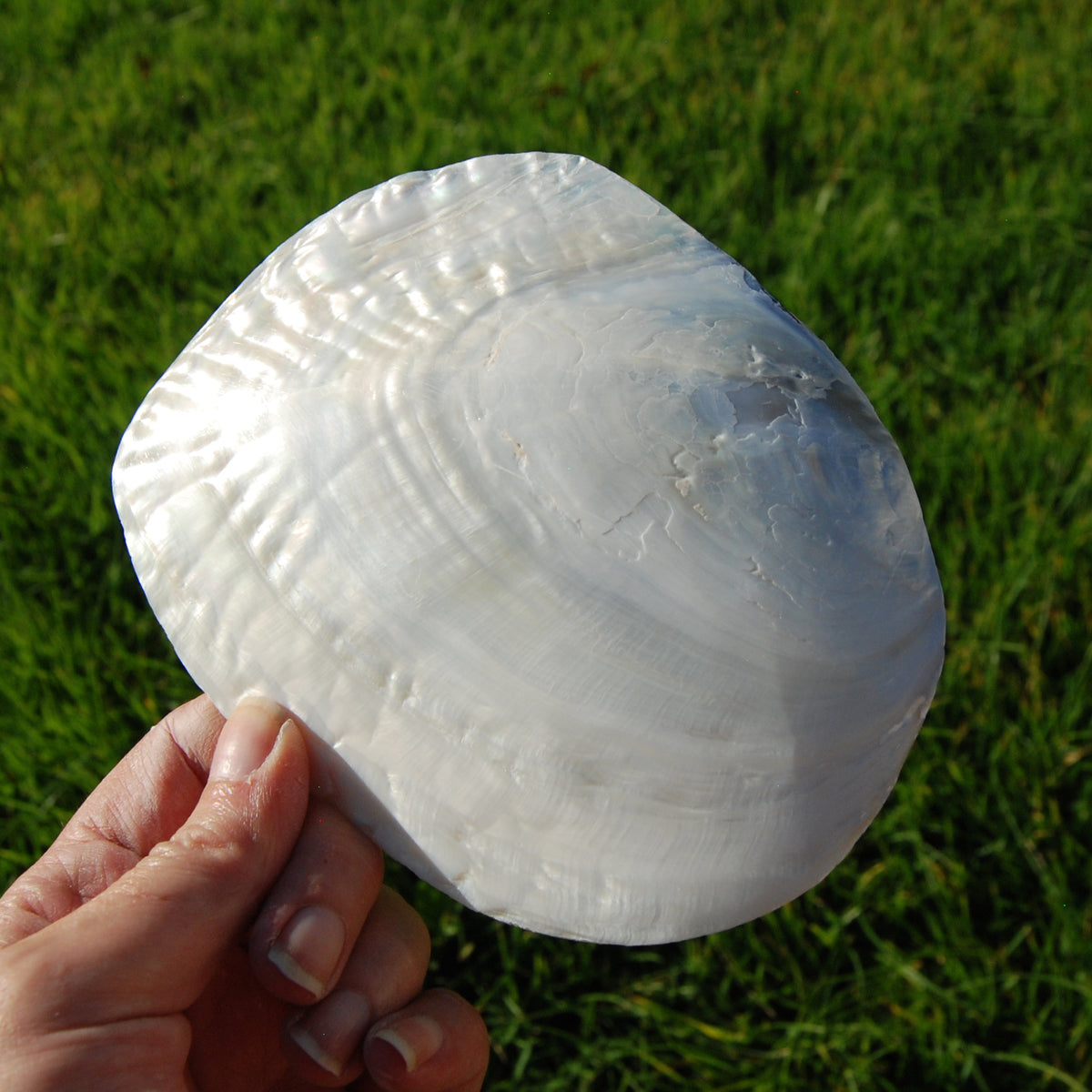 Pearlized River Clam Shell with Pearl for sale,  Large 5 to 6in Polished Seashell Mother of Pearl