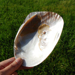 Pearlized River Clam Shell with Pearl for sale,  Large 5 to 6in Polished Seashell Mother of Pearl