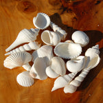 Medium White Seashell Mix for sale