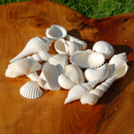 Medium White Seashell Mix for sale
