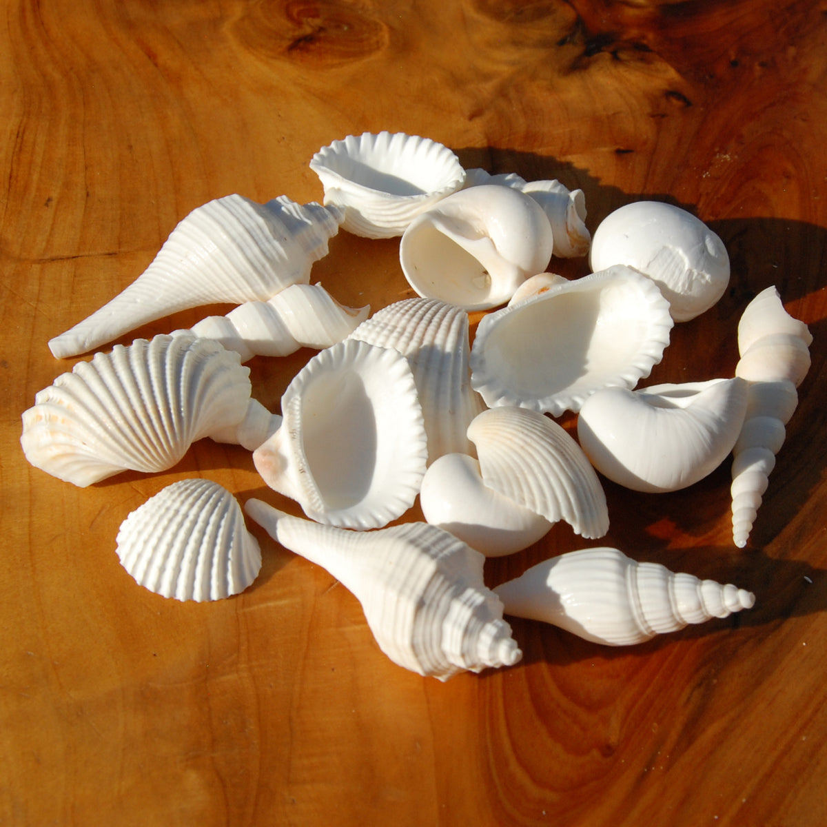 Medium White Seashell Mix for sale