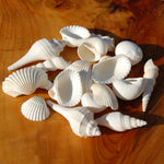 Medium White Seashell Mix for sale