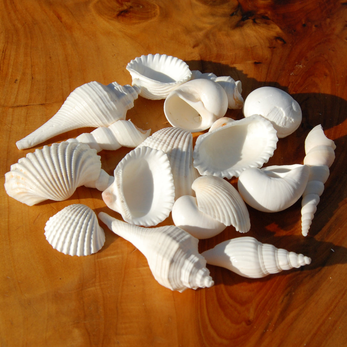 Medium White Seashell Mix for sale