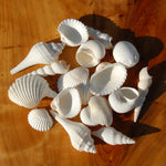 Medium White Seashell Mix for sale