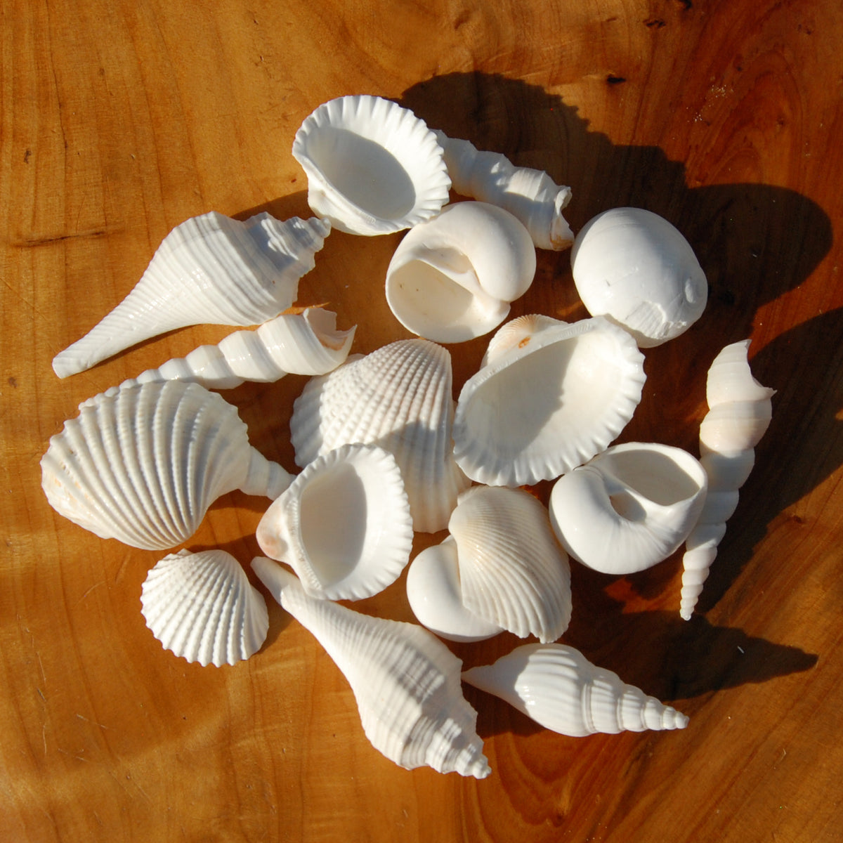 Medium White Seashell Mix for sale