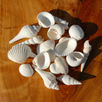 Medium White Seashell Mix for sale