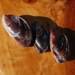 Pearlized Mussel Pairs, Iridescent Polished Purple Seashells