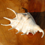 Spider Conch Shell for sale, Natural Lambis lambis Seashells