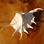 Spider Conch Shell for sale, Natural Lambis lambis Seashells
