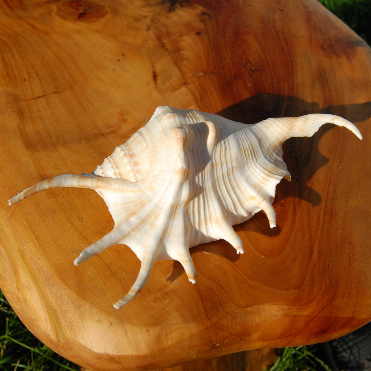 Spider Conch Shell for sale, Natural Lambis lambis Seashells