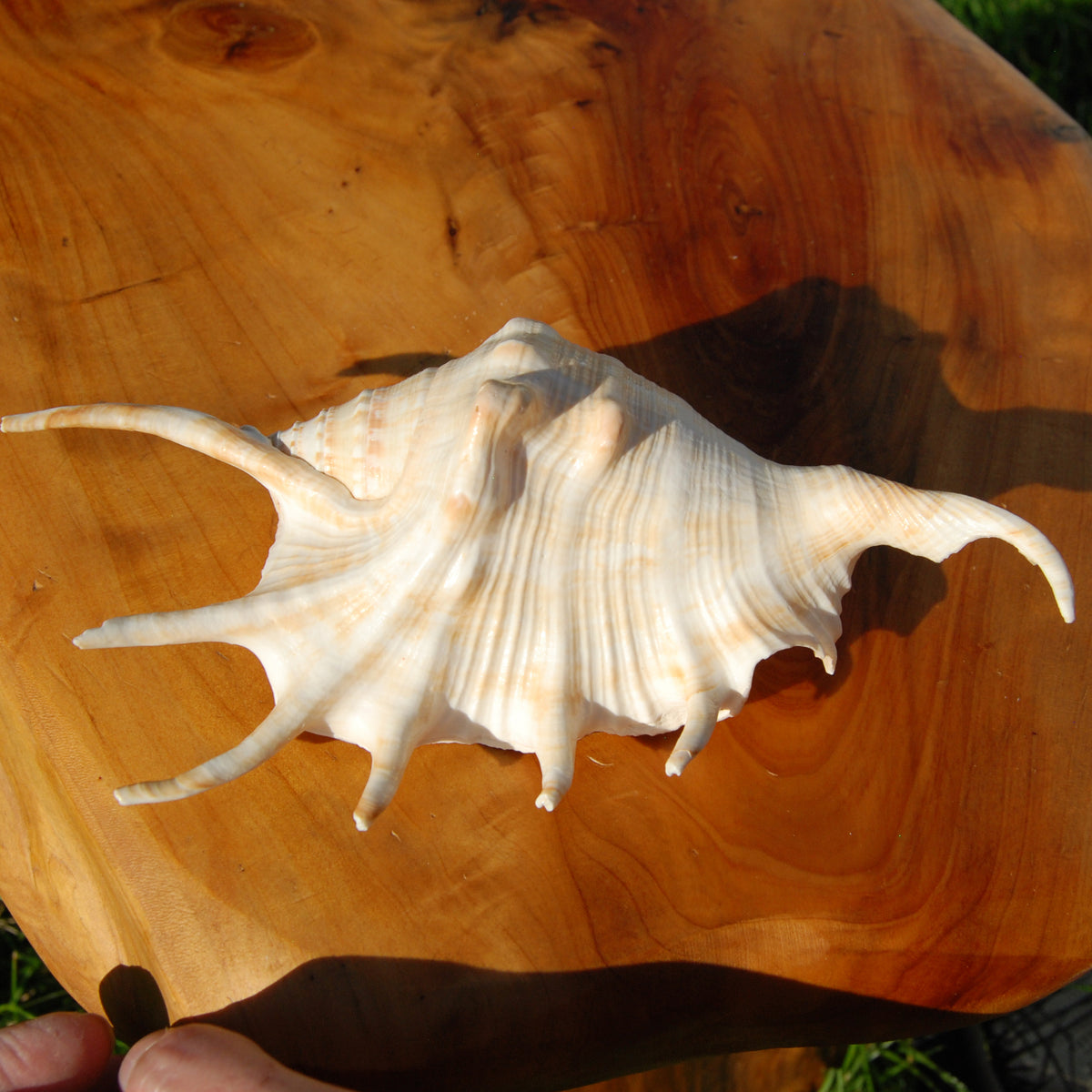 Spider Conch Shell for sale, Natural Lambis lambis Seashells
