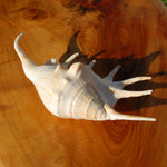 Spider Conch Shell for sale, Natural Lambis lambis Seashells