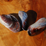 Pearlized Mussel Pairs, Iridescent Polished Purple Seashells