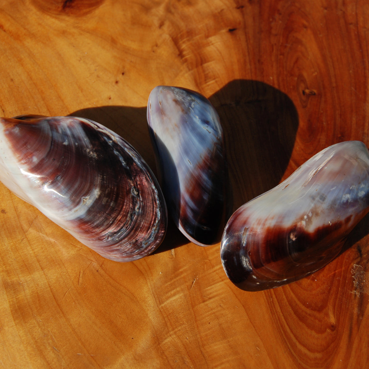 Pearlized Mussel Pairs, Iridescent Polished Purple Seashells