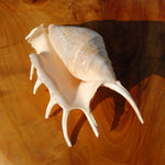Spider Conch Shell for sale, Natural Lambis lambis Seashells