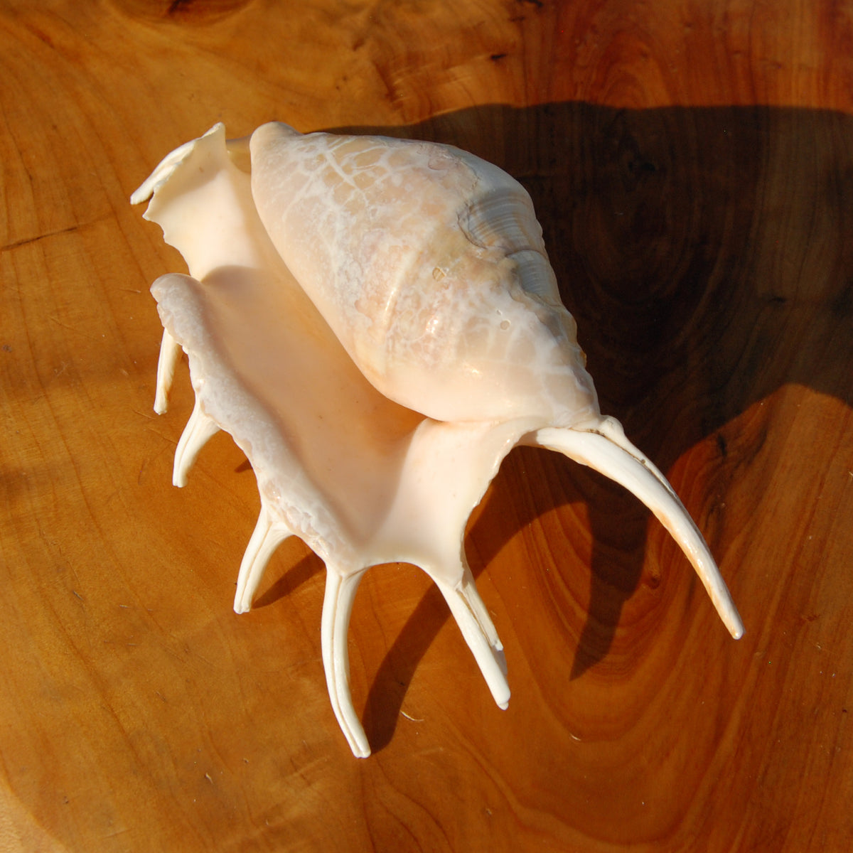 Spider Conch Shell for sale, Natural Lambis lambis Seashells
