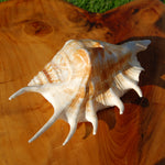 Spider Conch Shell for sale, Natural Lambis lambis Seashells