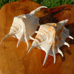 Spider Conch Shell for sale, Natural Lambis lambis Seashells