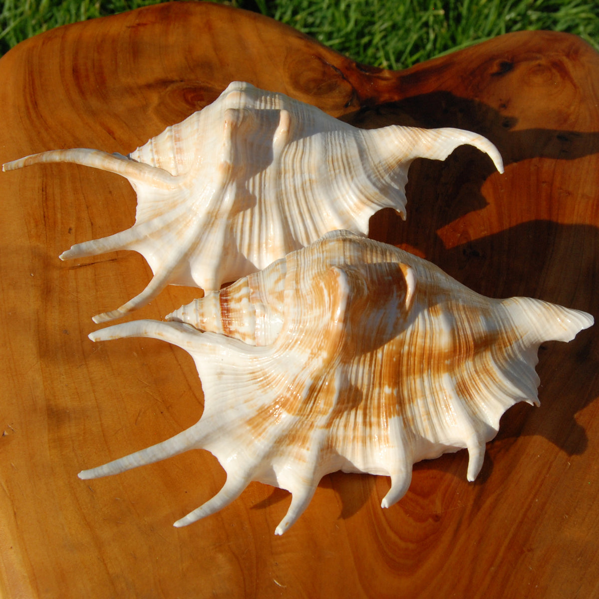 Spider Conch Shell for sale, Natural Lambis lambis Seashells