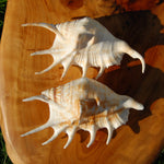 Spider Conch Shell for sale, Natural Lambis lambis Seashells