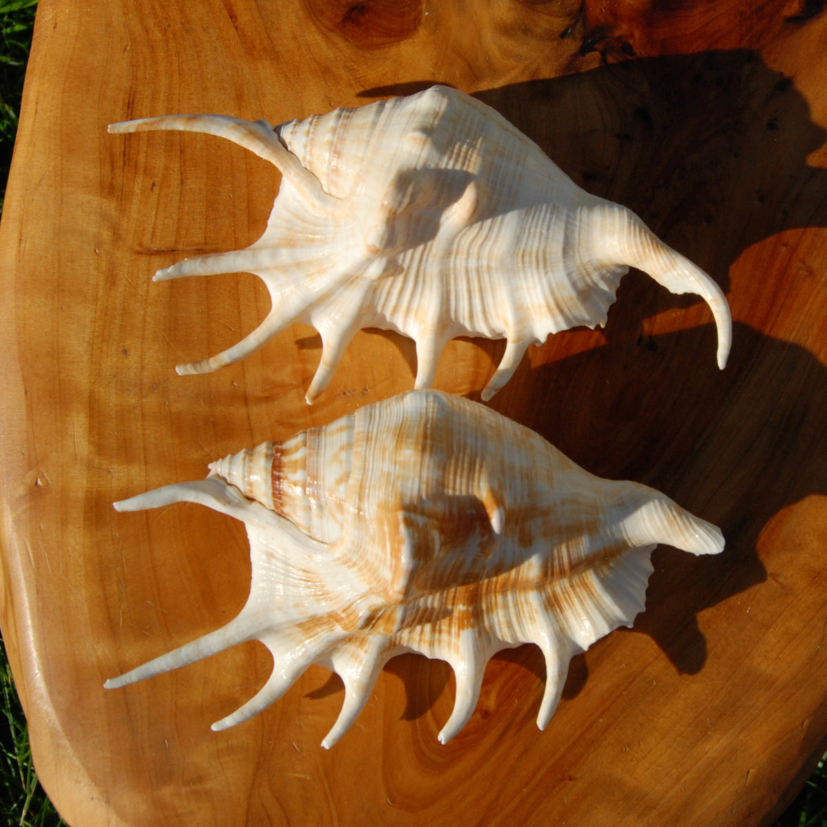 Spider Conch Shell for sale, Natural Lambis lambis Seashells
