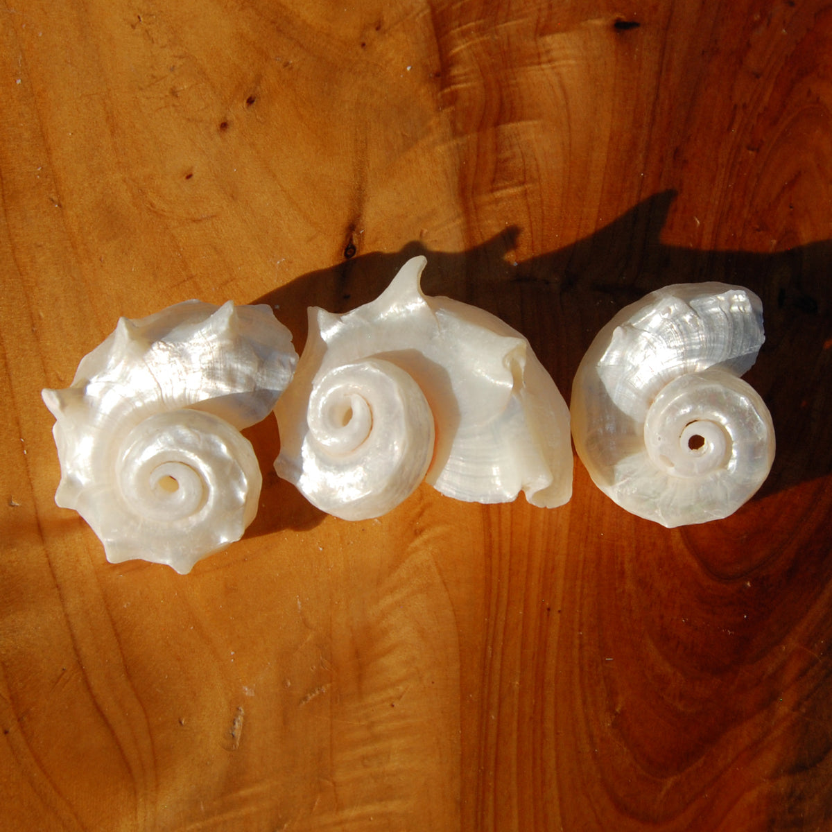 Pearlized Delphinula Seashell for sale