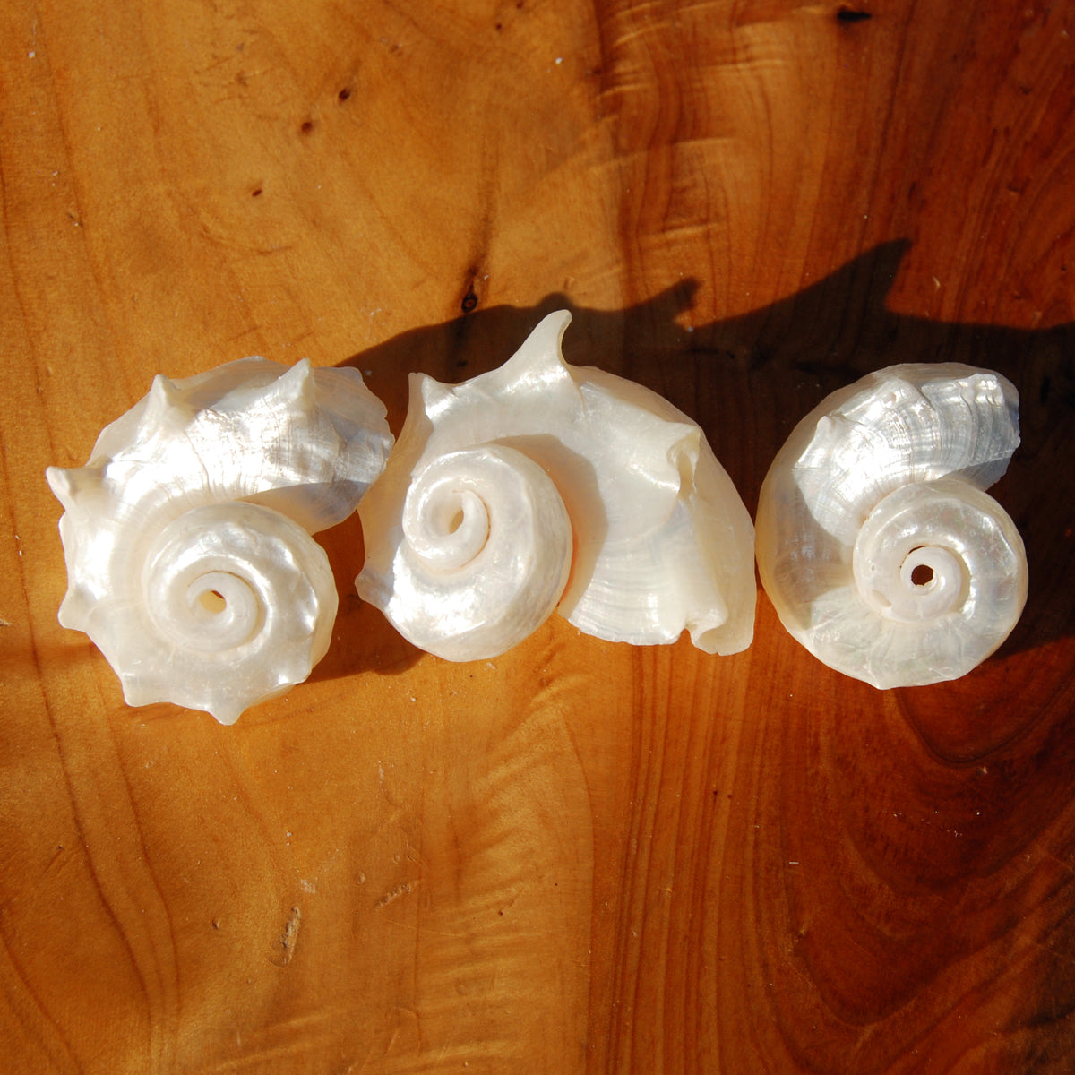 Pearlized Delphinula Seashell for sale