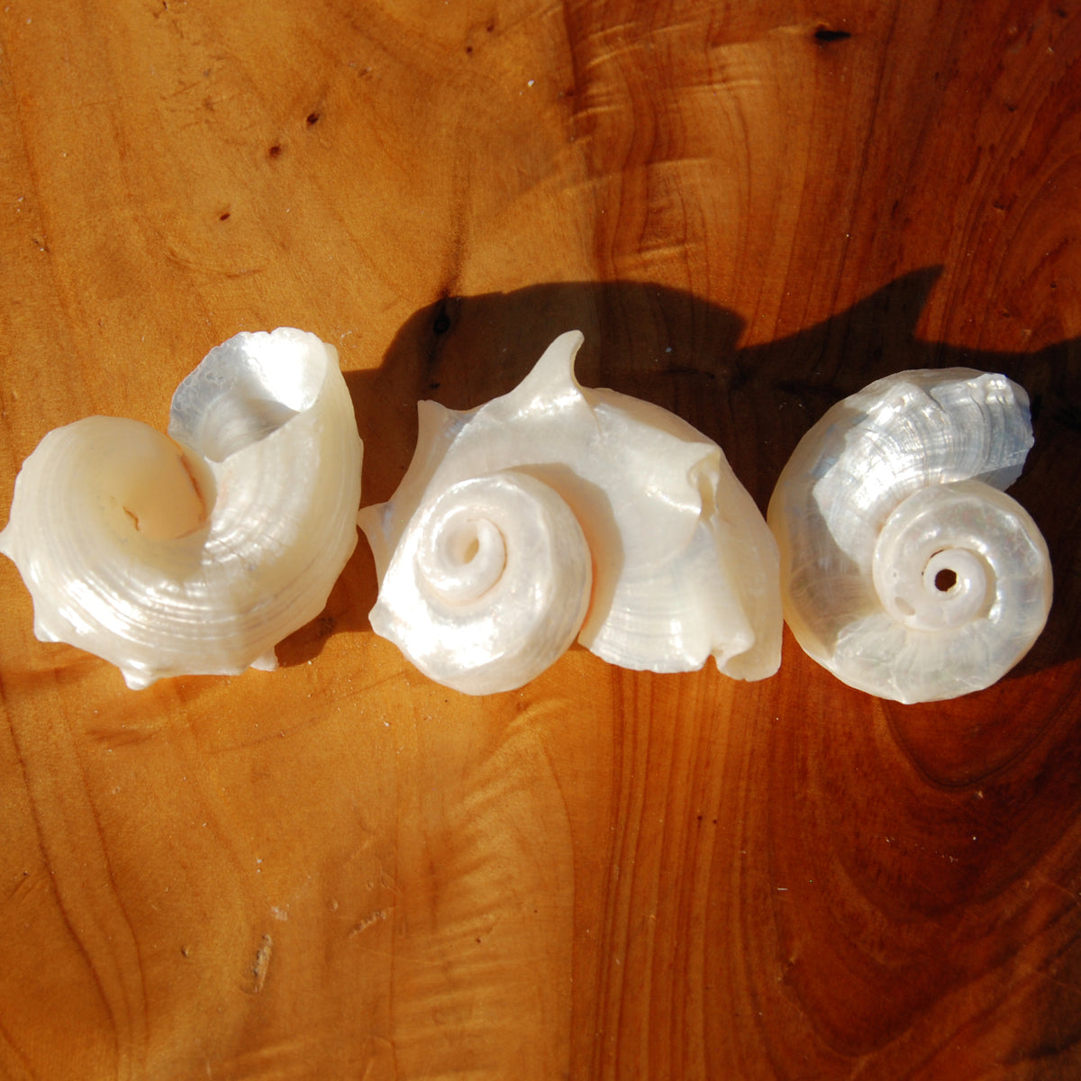 Pearlized Delphinula Seashell for sale