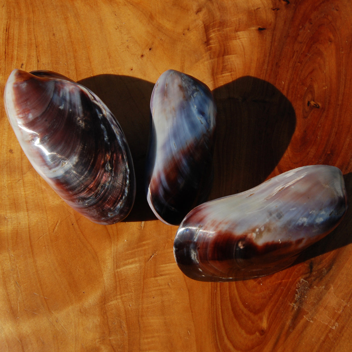Pearlized Mussel Pairs, Iridescent Polished Purple Seashells