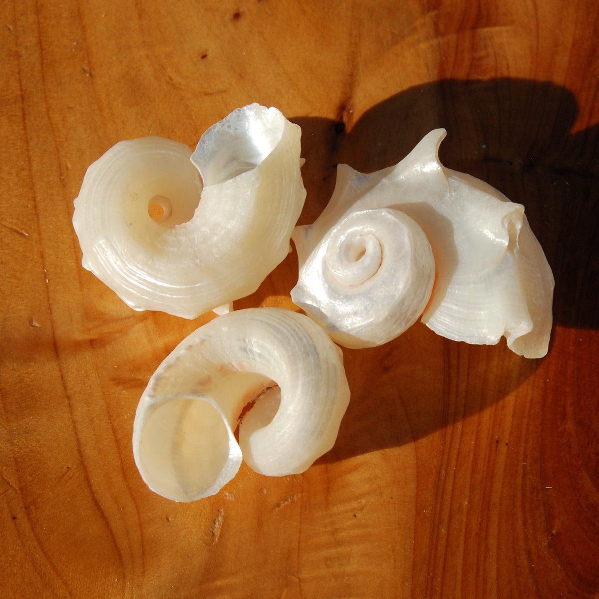 Pearlized Delphinula Seashell for sale